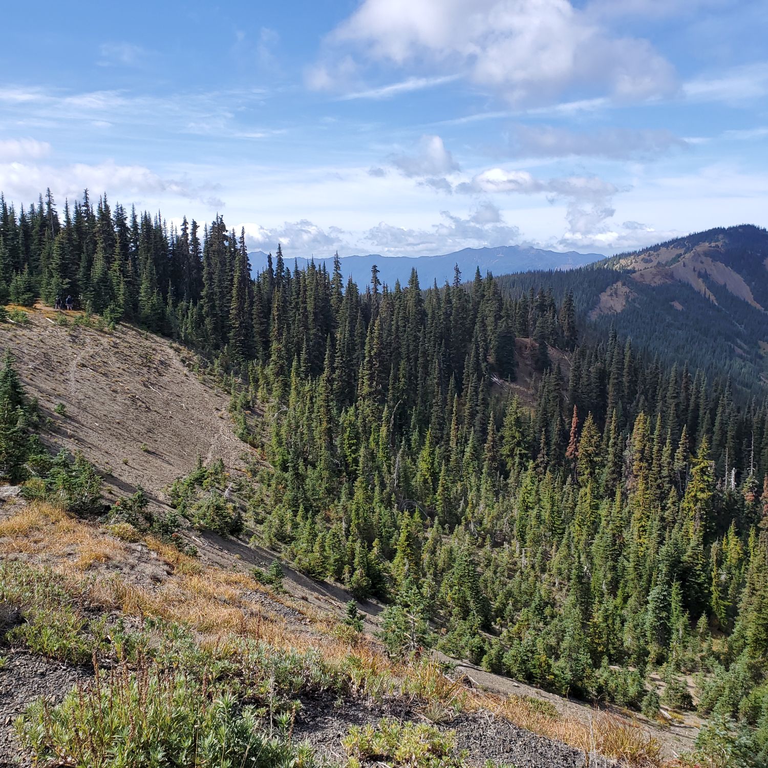 Olympic NP 